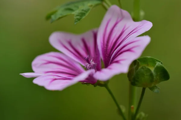 Close-up de uma flor de malva zebra — Fotografia de Stock