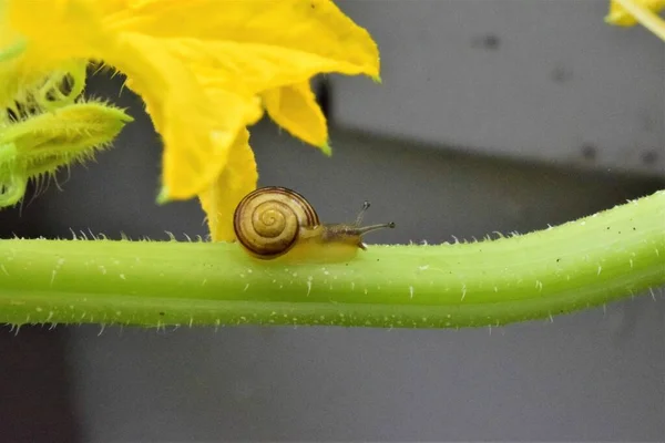 Kis csavar egy uborkás növényen. — Stock Fotó