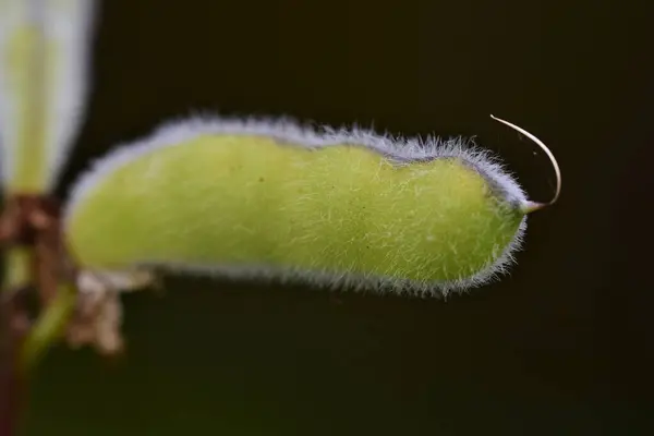 Close up of a green wet ripe lupine pod in the rain against a blurred background — Stock Photo, Image