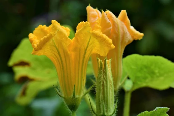 Deux fleurs de pumkin jaunes sur un fond sombre — Photo