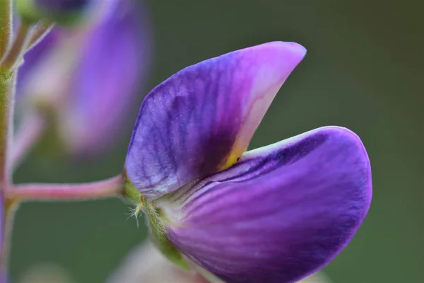 Primo piano di colorato lupino viola su uno sfondo verde — Foto Stock