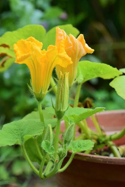 Due fiori di zucca gialli contro uno sfondo scuro — Foto Stock