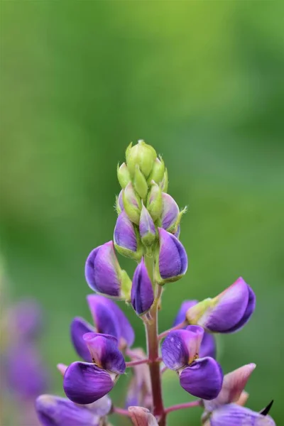 Close-up van kleurrijke paarse lupin tegen een groene achtergrond — Stockfoto