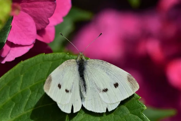 Pieris rapae - kål hvid sommerfugl på en lyserød hortensia blomstre som et nærbillede Royaltyfrie stock-billeder