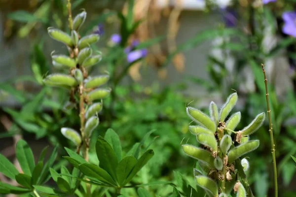 Bulanık arkaplana karşı yeşil lupin kapsüllerini kapat — Stok fotoğraf