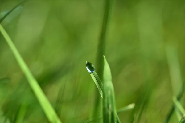 Dauw druppel op grassprietje tegen een groene wazige achtergrond — Stockfoto