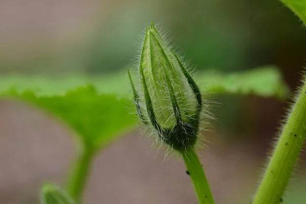Один зеленый закрытый цветок тыквы против зеленого размытого листка — стоковое фото