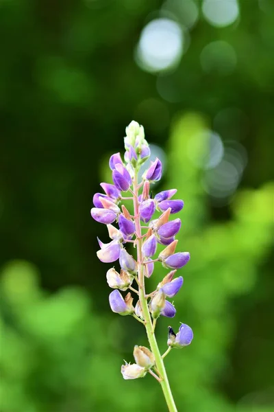 Primo piano di colorato lupino viola su uno sfondo verde — Foto Stock