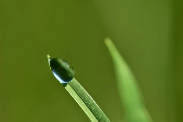 Dauw druppel op grassprietje tegen een groene wazige achtergrond — Stockfoto