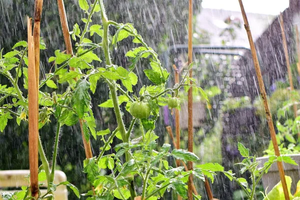 Plante de tomate aux tomates vertes non mûres pendant la pluie — Photo