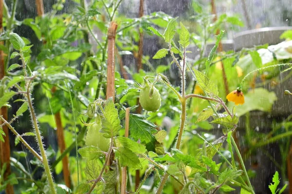 Tomatplante med grønne umodne tomater under regnbyger Stock-foto