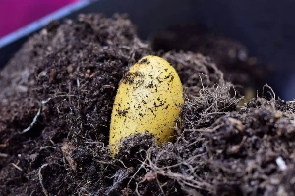 Close up of one yellow potato on brown soil — Stock Photo, Image