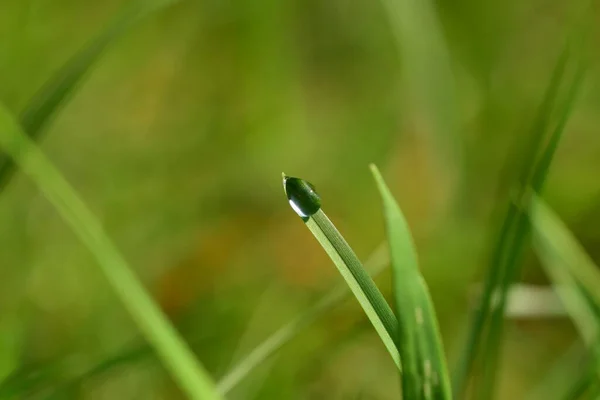 Dauw druppel op grassprietje tegen een groene wazige achtergrond — Stockfoto