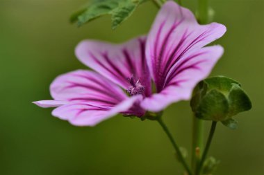 Salatalık bitkisinin üzerinde küçük bir vida
