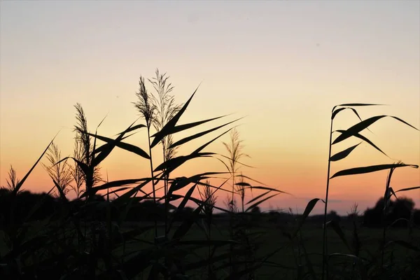 Colourful sunset with reeds in the foreground — Stock Photo, Image