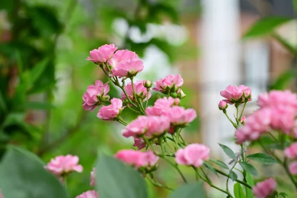 Close up de rosa rosa flor no arbusto — Fotografia de Stock