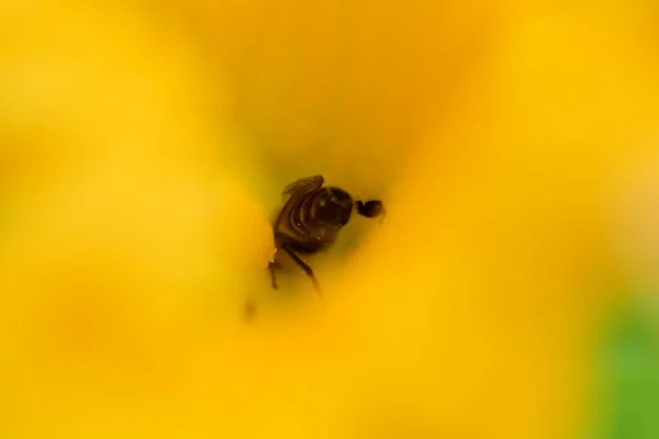 노란 호박 꽃 속의 꿀벌 — 스톡 사진