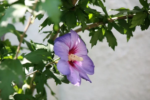 Uma flor de hibisco roxo no arbusto — Fotografia de Stock