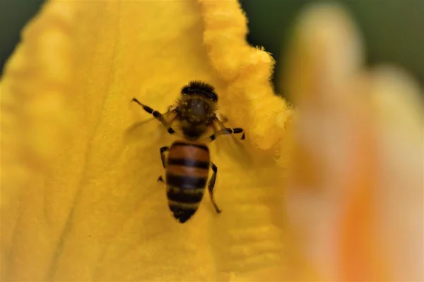 Pszczoła miodna na żółtym liście kwiatu dyni — Zdjęcie stockowe