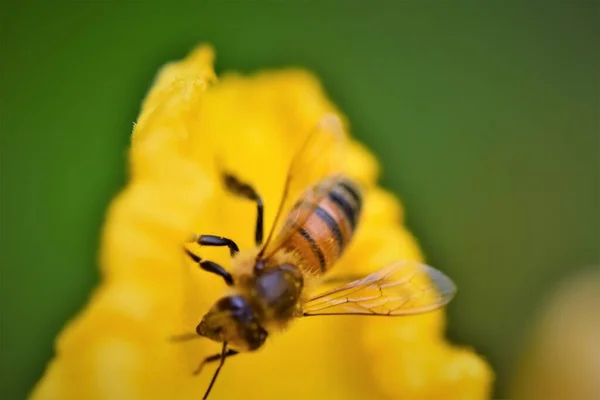 Abeille miel sur une feuille jaune d'une fleur de pumkin sur un fond vert flou — Photo