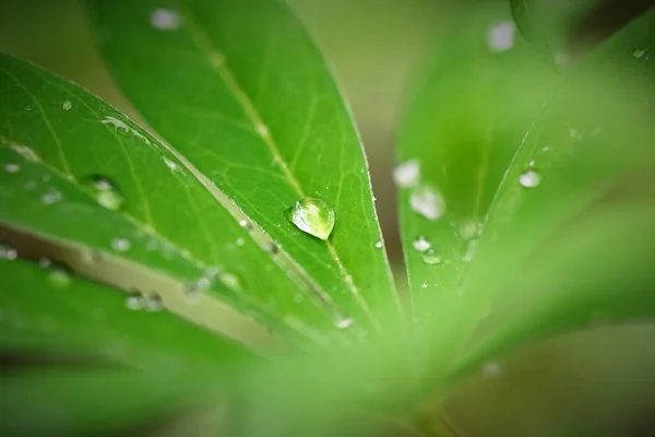 Waterdrops on a lupine leaf as a close up — Stock Photo, Image