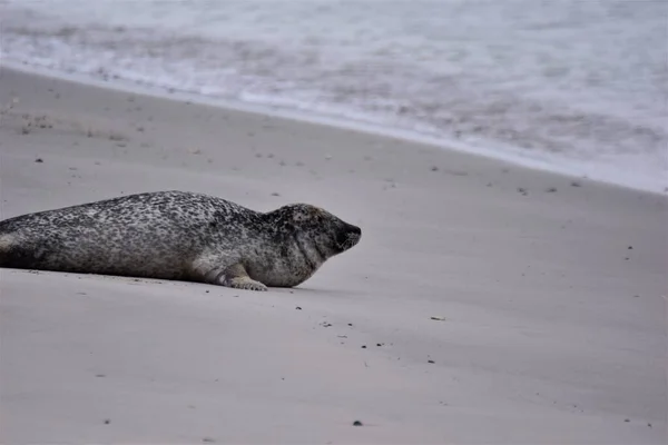 靠近水的沙滩上的灰海豹 — 图库照片