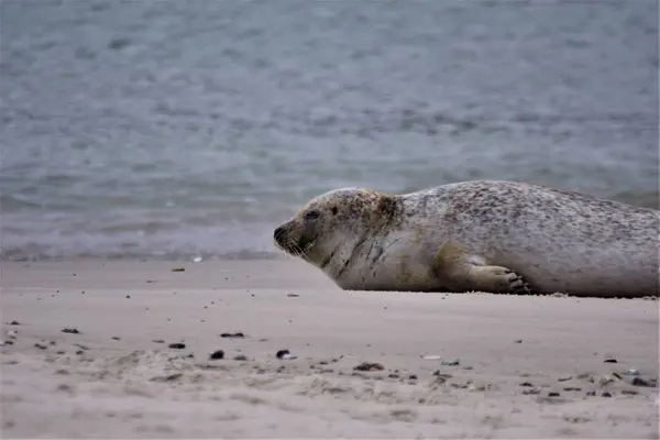 靠近水的沙滩上的灰海豹 — 图库照片