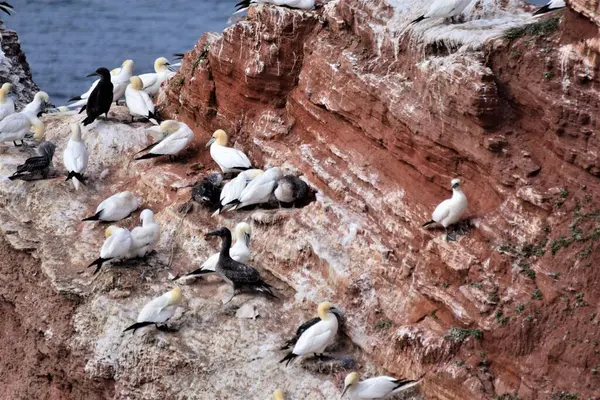 Arka planda deniz olan bir kayanın üzerindeki kuzey sümsük kuşu.
