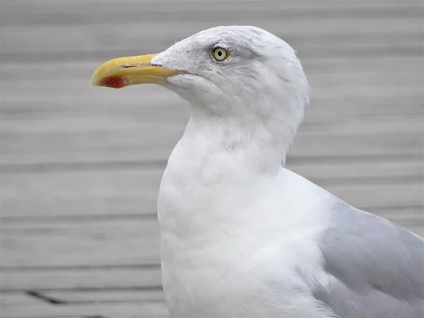 Un retrato de una gaviota como primer plano — Foto de Stock