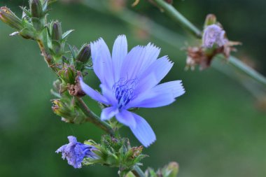 Chicory - Yakın plan olarak Cichorium intybus