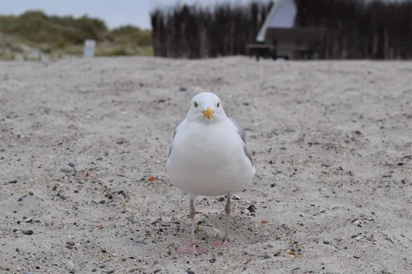 En mås sitter på stranden som en närbild — Stockfoto