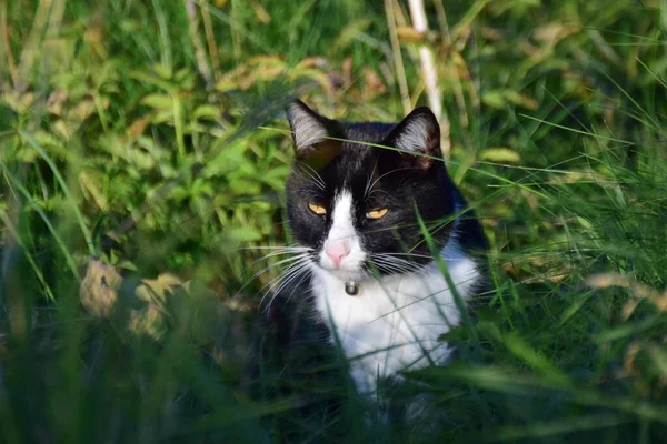 Черно-белый кот сидит между травами — стоковое фото