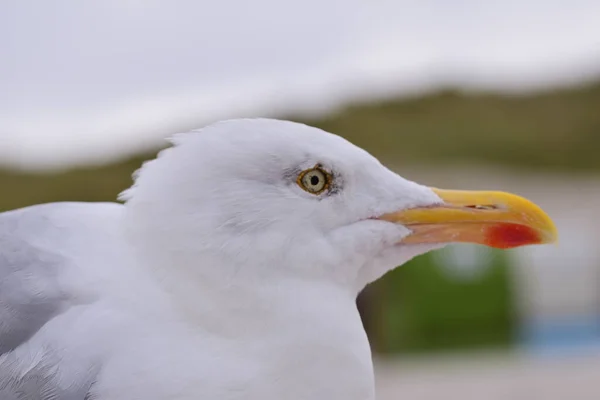 Porträtt av en mås som sitter vid stranden — Stockfoto