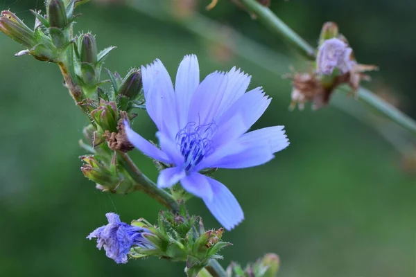 Chicória - Cichorium intybus como um close-up — Fotografia de Stock