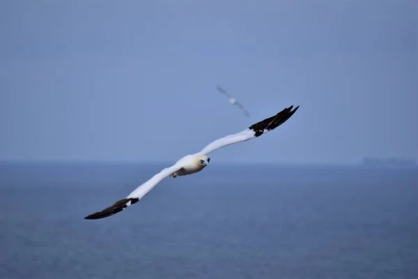 Nordlig gannet under flygning på himlen ovanför havet — Stockfoto