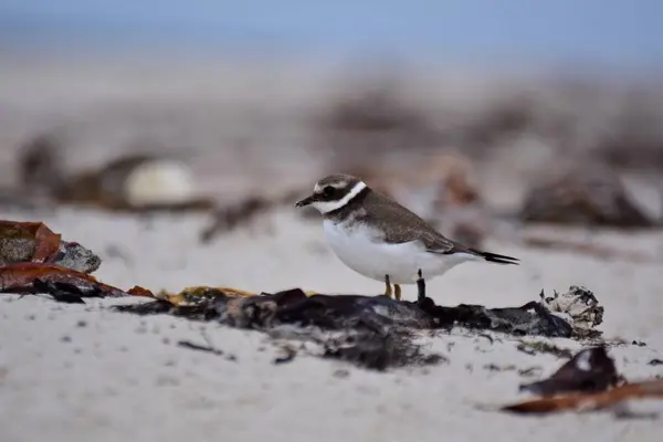 A Little Ringed Plover στην παραλία μεταξύ ξηρών θαλασσών — Φωτογραφία Αρχείου