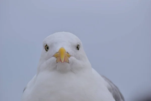 Retrato de uma gaivota sentada na praia — Fotografia de Stock