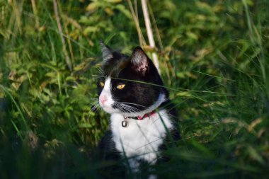Otların arasında oturan siyah beyaz kedi