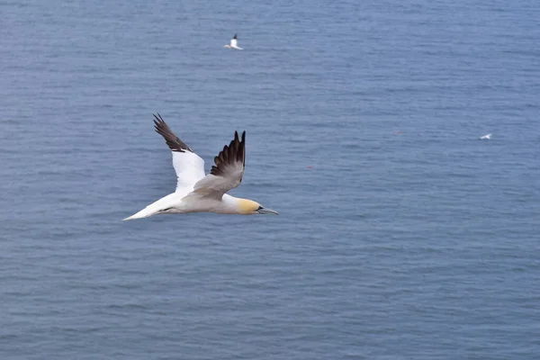 Nordlig gannet under flygning på himlen ovanför havet — Stockfoto