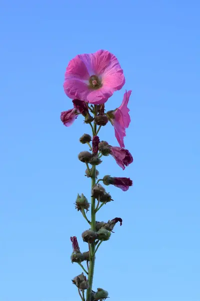Rosado Hollyhock contra un cielo azul claro — Foto de Stock