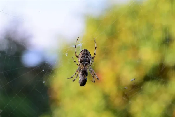 Toile d'araignée entre les plantes vertes en gros plan — Photo