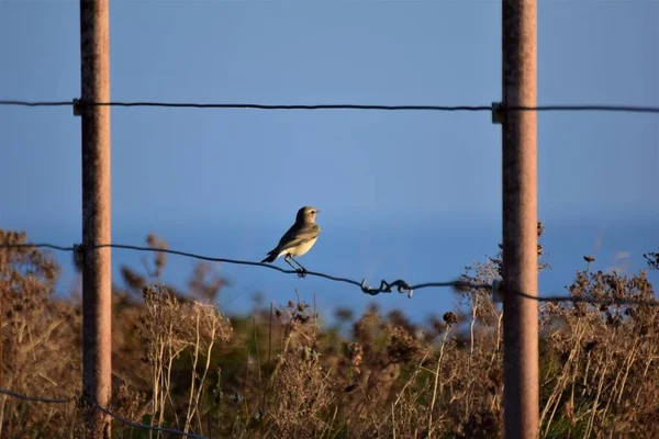 Pequeño pájaro sentado en una valla en la costa bajo el sol de la tarde — Foto de Stock