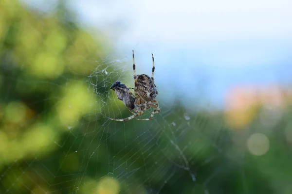 用蜘蛛网在绿色和黄色模糊的背景下交叉蜘蛛 — 图库照片