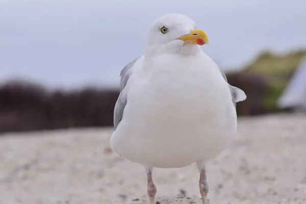 Чайка сидить на пляжі крупним планом — стокове фото