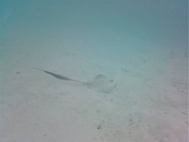 Hint Okyanusu 'nun dibindeki bir adanın yakınındaki beyaz ışık.