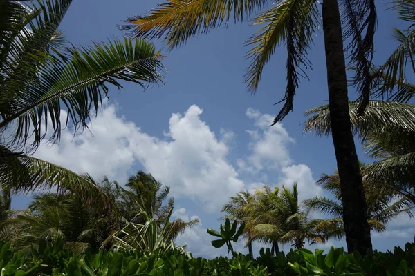 Palmeras y arbustos verdes frente al océano Índico — Foto de Stock