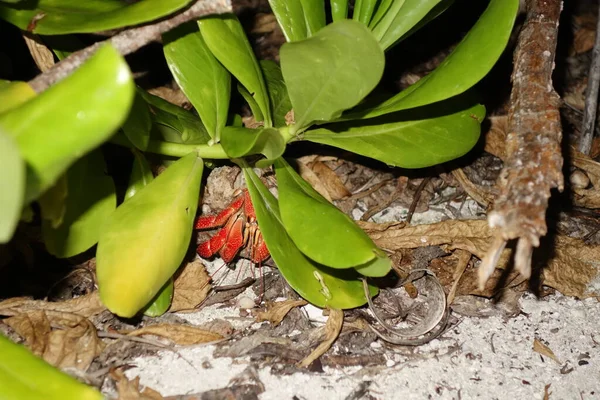 Kırmızı keşiş yengeci çalıların altında kabukta — Stok fotoğraf