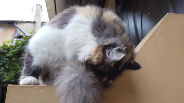 家の近くの猫 羊毛の洗浄 — ストック動画
