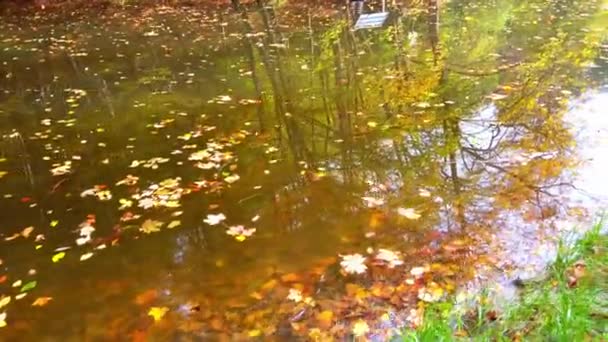 Waldsee Herbst Umgefallenes Laub Auf Dem Wasser — Stockvideo