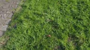 Parkta uçan bir İHA 'nın hava görüntüsü.